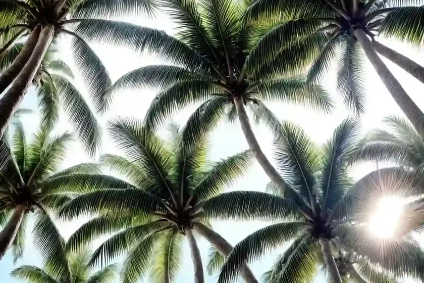 Coconut palm (cocos nucifera) — photo 2