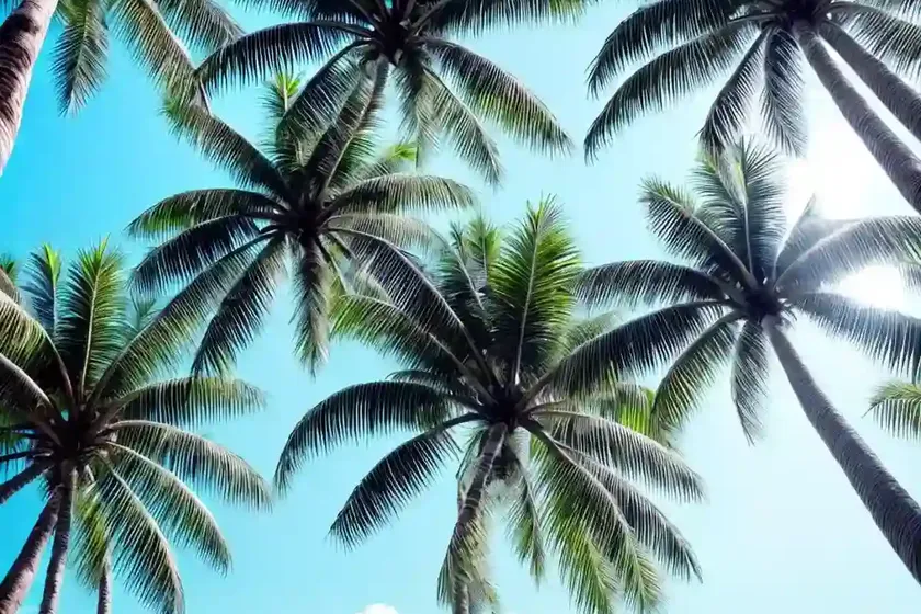 Coconut palm (cocos nucifera) — photo 2