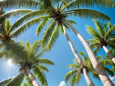 Coconut Palm (Cocos Nucifera)