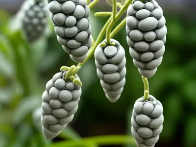 Cocoon Plant (Senecio Haworthii)