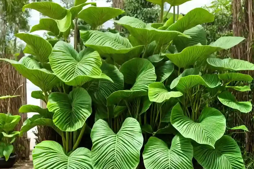 Cocoyam (colocasia esculenta) — photo 2
