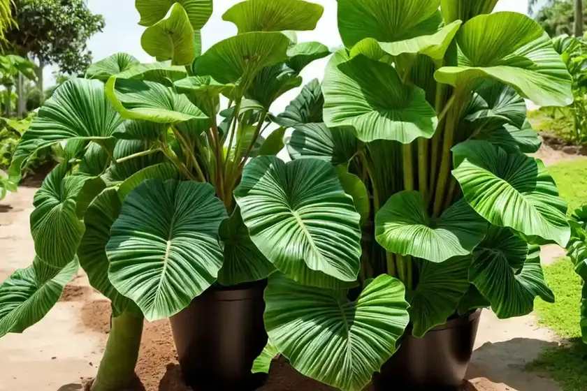 Cocoyam (colocasia esculenta)
