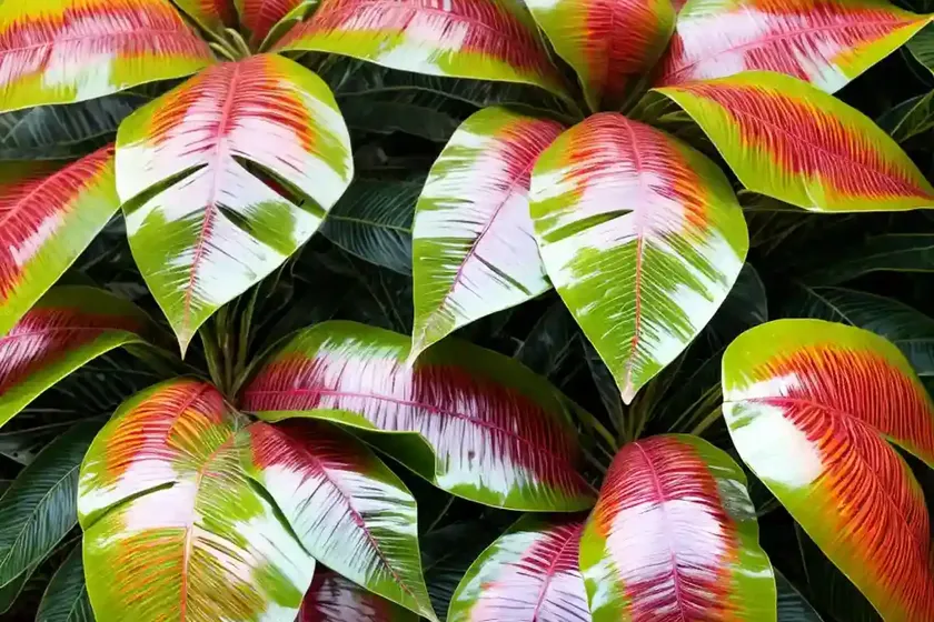 Codiaeum mammy (codiaeum variegatum ‘mammy’) — photo 2