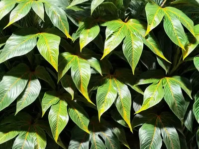 Codiaeum Mammy (Codiaeum Variegatum ‘mammy’)