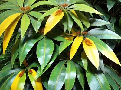 Codiaeum Oligogynum (Codiaeum Oligogynum)