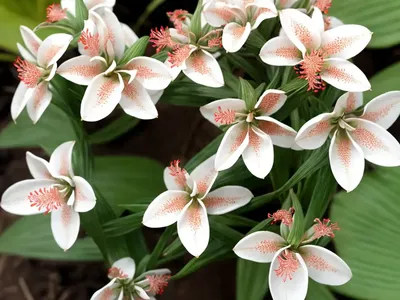 Codonanthe Devosiana (Codonanthe Devosiana)