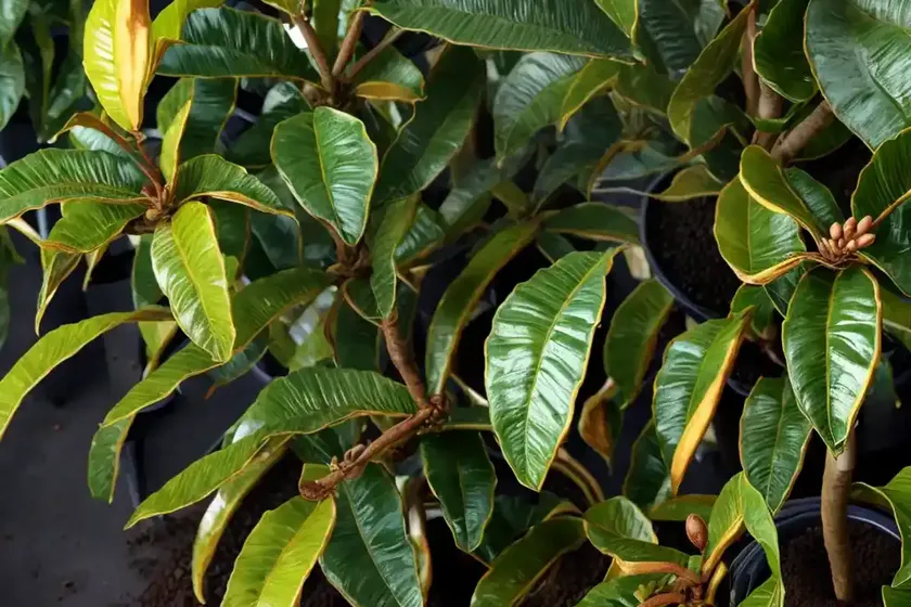 Coffee (coffea arabica) — photo 2