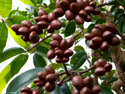 Coffee Tree (Polyscias Guilfoylei)