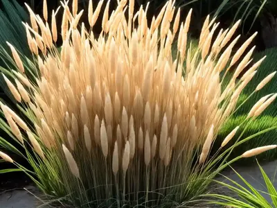 Cogon Grass (Imperata Cylindrica)