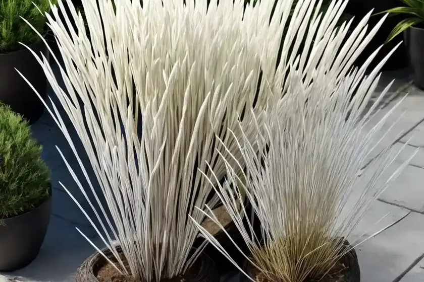 Cogongrass (imperata cylindrica) — photo 3