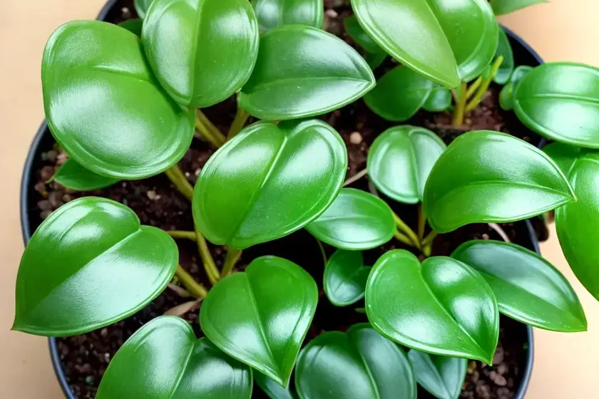 Coin-leaf peperomia peperomia polybotrya (peperomia polybotrya)