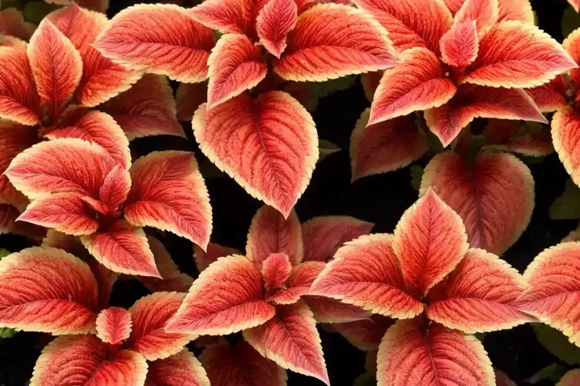 Coleus ‘redhead’ (solenostemon scutellarioides) — photo 2