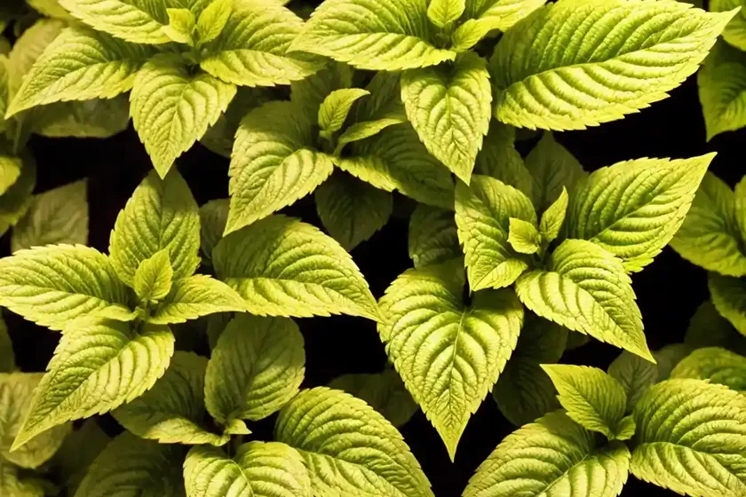 Coleus (solenostemon) — photo 2