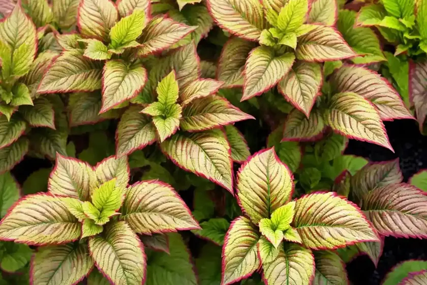Coleus (solenostemon) — photo 3