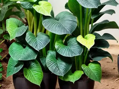 Colocasia Esculenta ‘Fontanesii’ (Black Stem Elephant Ear)