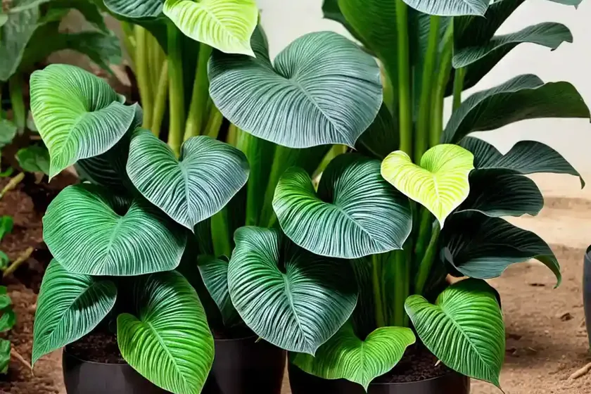 Colocasia esculenta ‘fontanesii’ (black stem elephant ear)