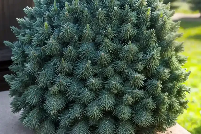 Colorado blue spruce (picea pungens) — photo 2