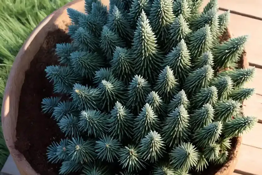 Colorado blue spruce (picea pungens) — photo 3