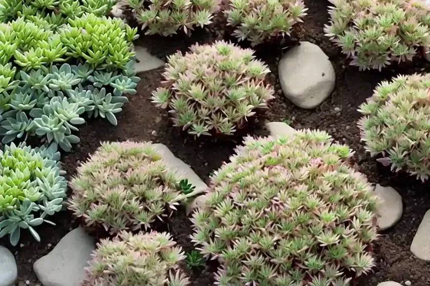 Colorado stonecrop (sedum spathulifolium) — photo 2