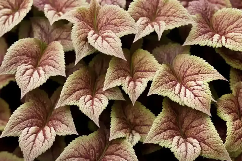 Colorblaze chocolate drop (coleus chocolate drop) — photo 2