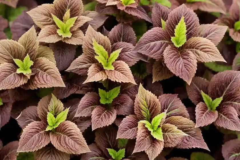 Colorblaze chocolate drop (coleus chocolate drop) — photo 3