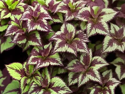Colorblaze Chocolate Drop (Coleus Chocolate Drop)