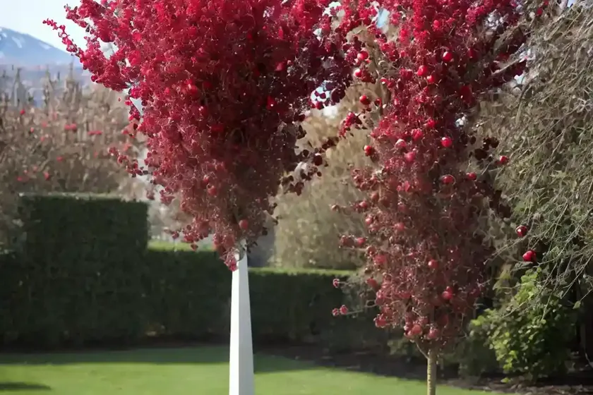 Columnar apple (malus pumila ‘obelisk’ stark crimson spire) — photo 3