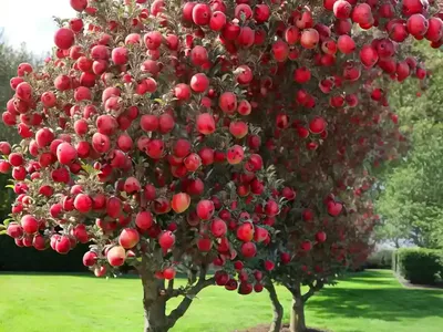 Columnar Apple (Malus Pumila ‘Trajan’ STARK SCARLET SPIRE)