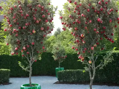 Columnar Apple (Malus Pumila ‘Tuscan’ STARK EMERALD SPIRE)