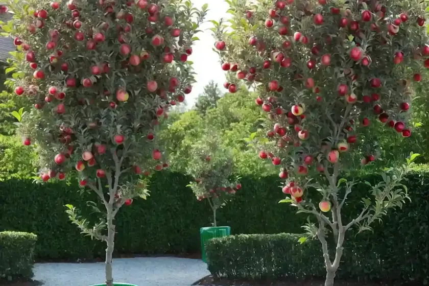 Columnar apple (malus pumila ‘tuscan’ stark emerald spire)