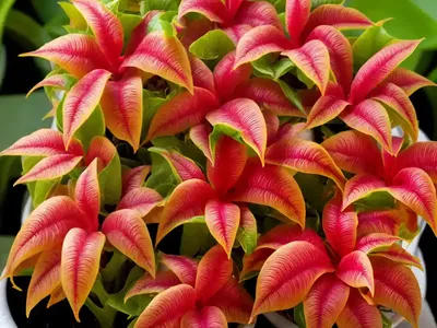 Columnea Medicinalis (Columnea Densibracteata)