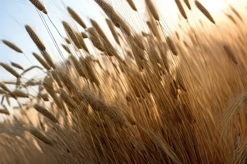 Common barley (hordeum vulgare) — photo 2