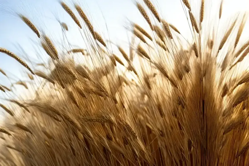 Common barley (hordeum vulgare) — photo 3