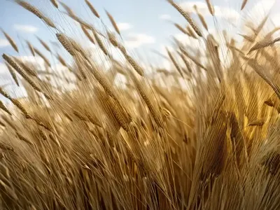 Common Barley (Hordeum Vulgare)