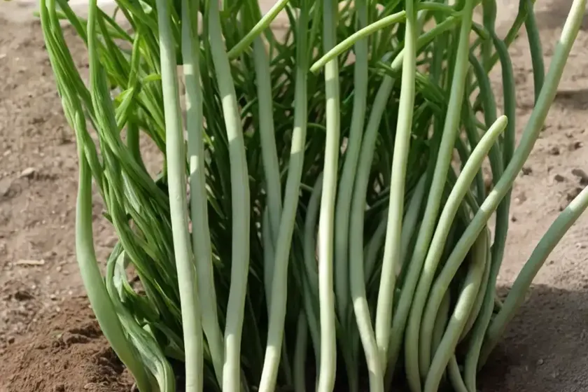 Common bean (phaseolus vulgaris) — photo 3