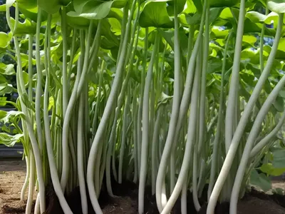 Common Bean (Phaseolus Vulgaris)