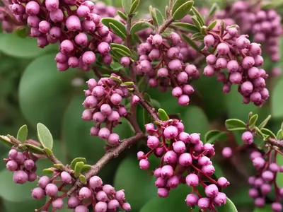 Common Bearberry (Arctostaphylos Uva-ursi)