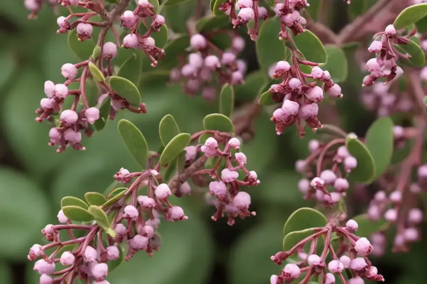Common bearberry (arctostaphylos uva-ursi ‘big bear’) — photo 3