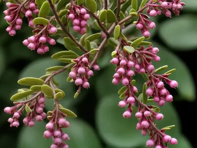 Common Bearberry (Arctostaphylos Uva-ursi ‘Big Bear’)