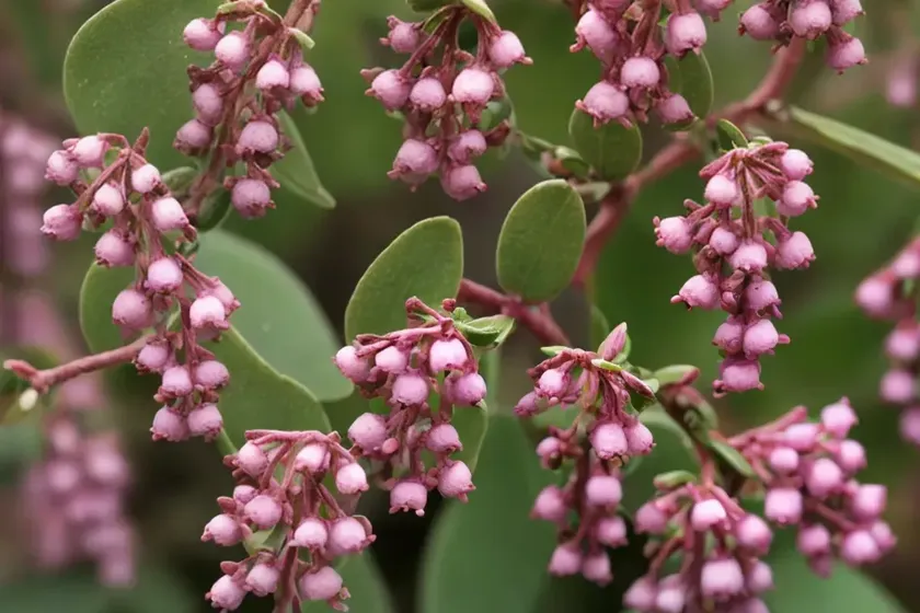 Common bearberry (arctostaphylos uva-ursi ‘massachusetts’) — photo 2