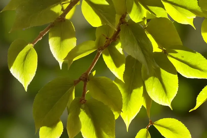 Common beech (fagus sylvatica) — photo 2