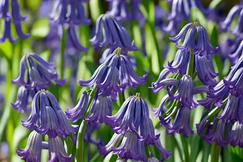 Common bluebell (hyacinthoides non-scripta) — photo 3