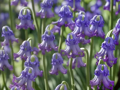 Common Bluebell (Hyacinthoides Non-scripta)
