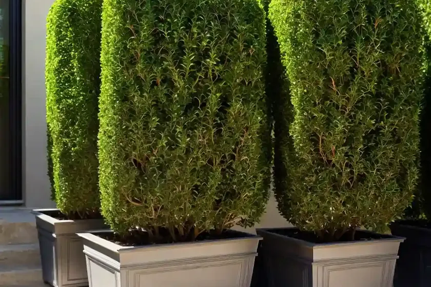Common box (buxus sempervirens) — photo 2
