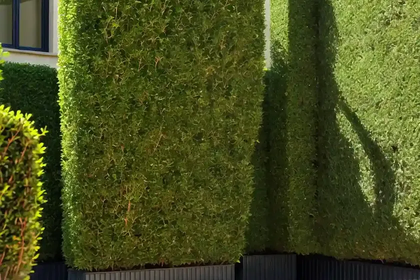 Common box (buxus sempervirens)