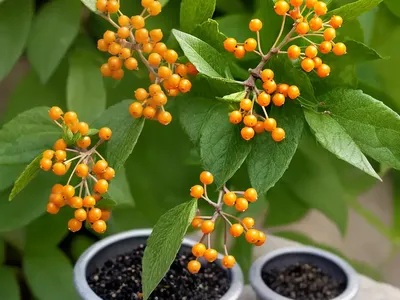 Common Buckthorn (Rhamnus Cathartica)