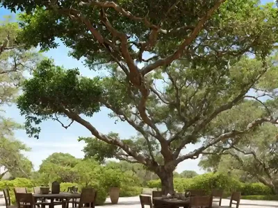 Common Calabash Tree (Crescentia Cujete)