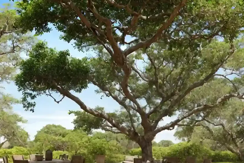 Common calabash tree (crescentia cujete)