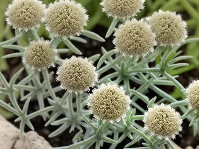 Common Cudweed (Filago Lutescens)