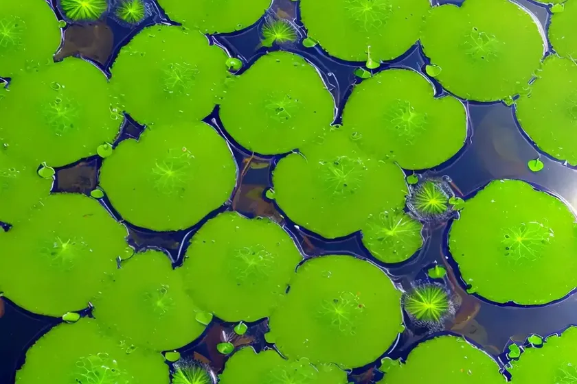 Common duckweed (lemna minor) — photo 3